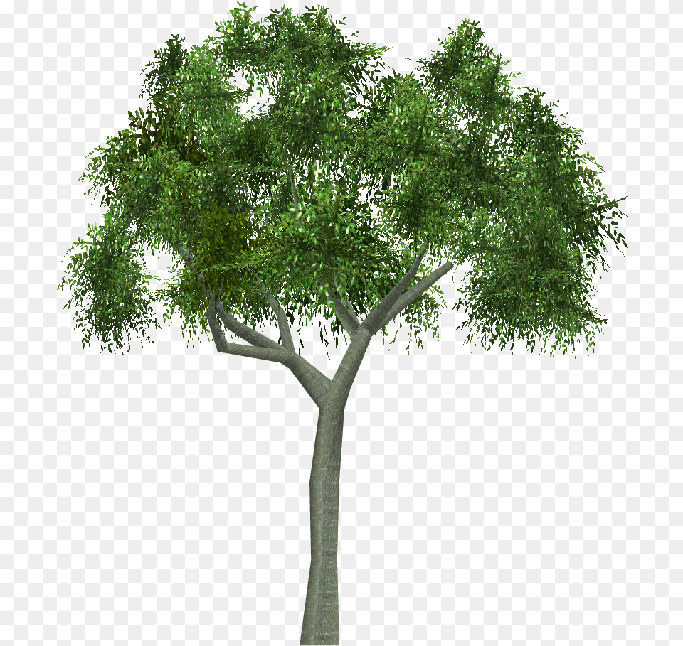 Black Locust Tree, Plant, Tree Trunk Free Png Download