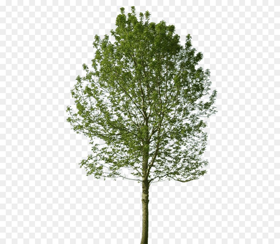 Black Locust Tree Architecture, Oak, Plant, Sycamore, Tree Trunk Png Image