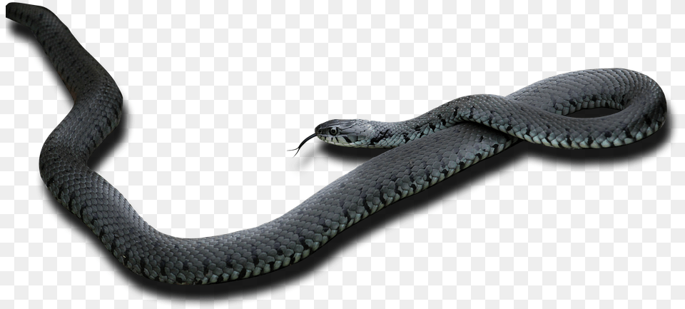 Black Mamba Black Mamba, Animal, Reptile, Snake Free Png