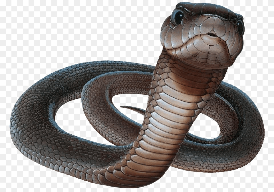 Black Mamba Black Mamba Snake, Animal, Cobra, Reptile Free Png