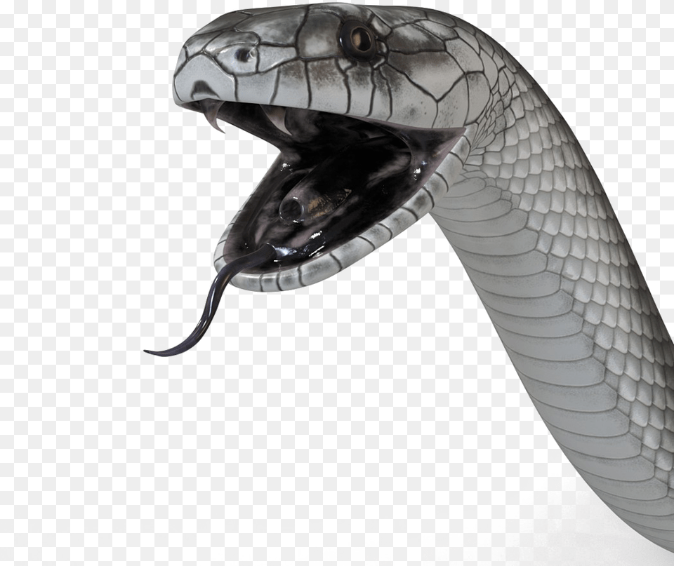 Black Mamba Snake High Quality Black Mamba Snake, Animal, Reptile, Cobra Png Image