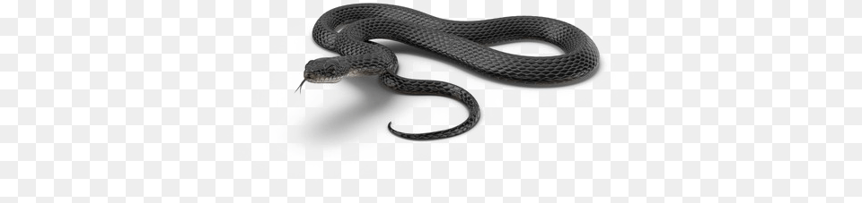 Black Mamba Snake Image Black Mamba Snake, Animal, Reptile Png