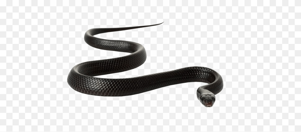 Black Mamba Snake Image Black Mamba Snake White Background, Animal, Reptile, Cobra, King Snake Free Png Download