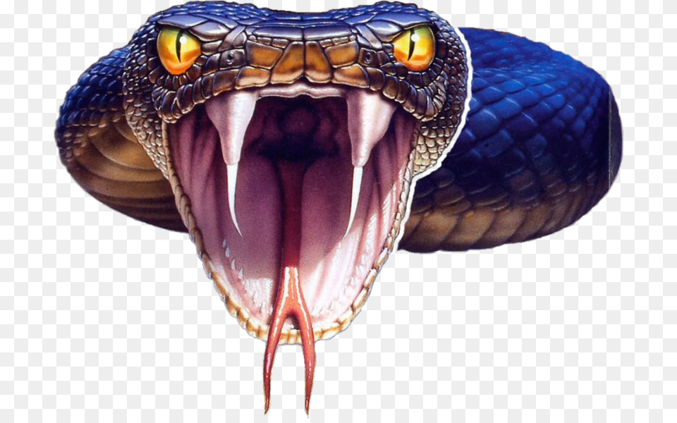 Black Mamba Snake Photo Snake Black Mamba, Animal, Reptile Png