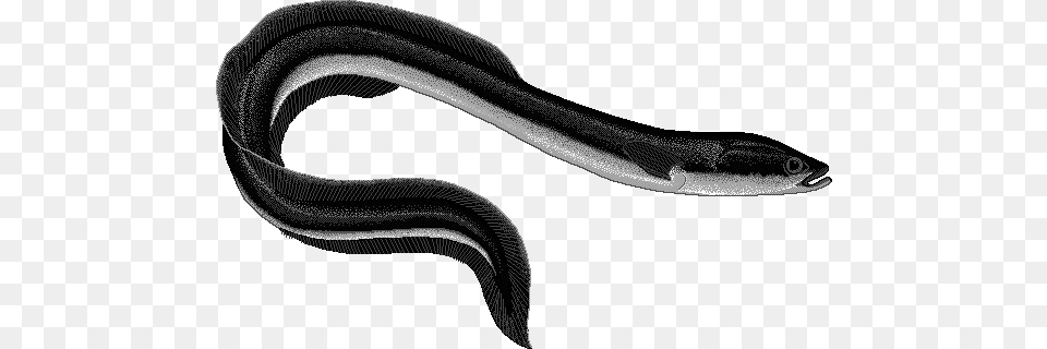 Black Mamba Snake Pic Eel, Animal, Sea Life, Fish Png