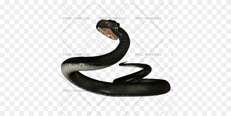 Black Mamba With Transparent Black Mamba Snake, Animal, Reptile, Cobra Free Png Download