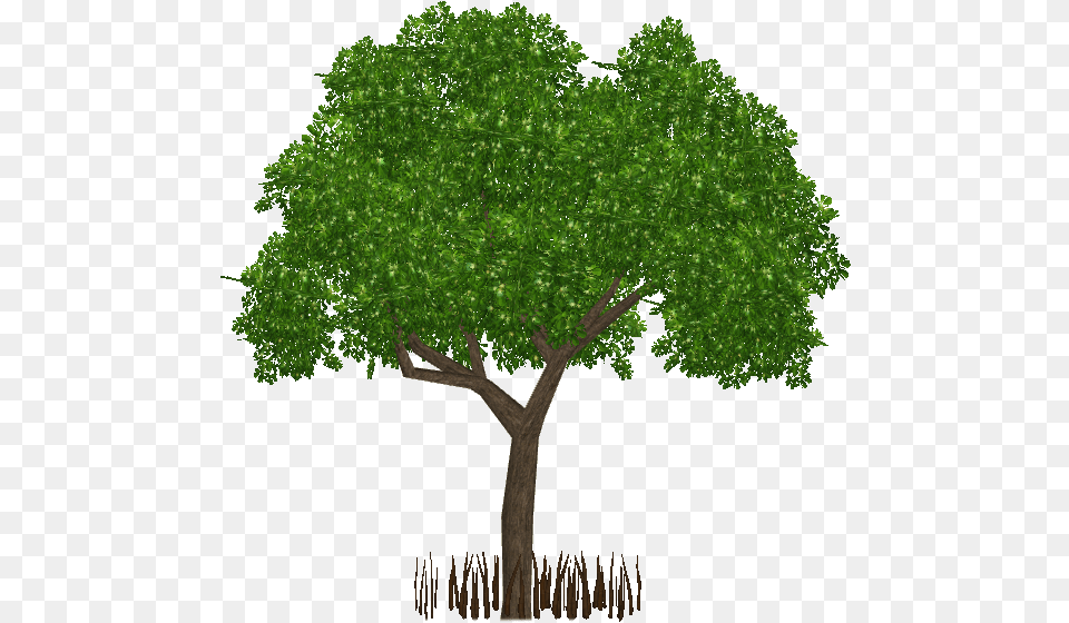 Black Mangrove Mangrove Tree, Sycamore, Plant, Oak, Tree Trunk Png