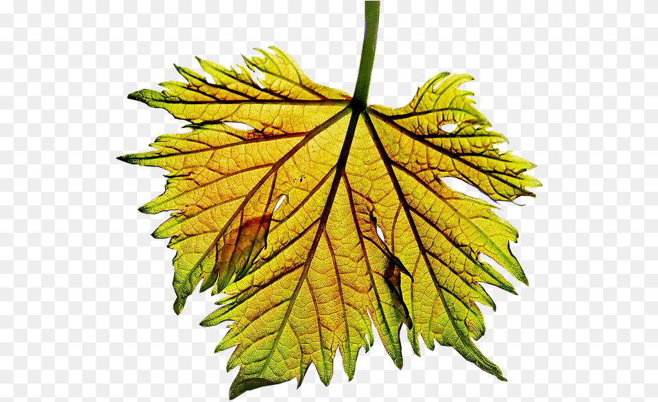 Black Maple, Leaf, Plant, Tree Png Image