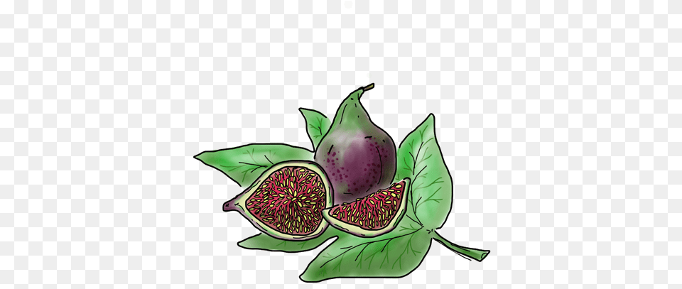 Black Mission Fig Superfood, Food, Fruit, Plant, Produce Png Image