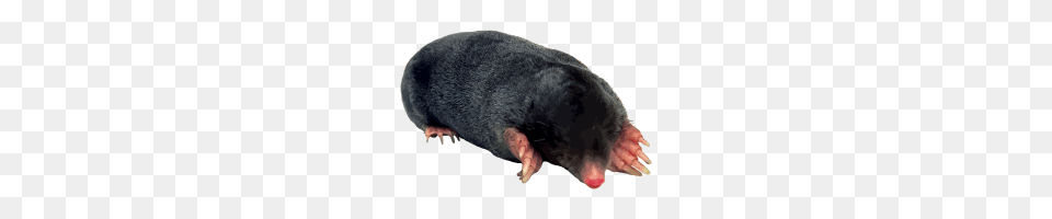 Black Mole, Animal, Mammal, Rat, Rodent Free Png