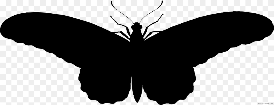 Black Moth Transparent Cartoons, Gray Free Png