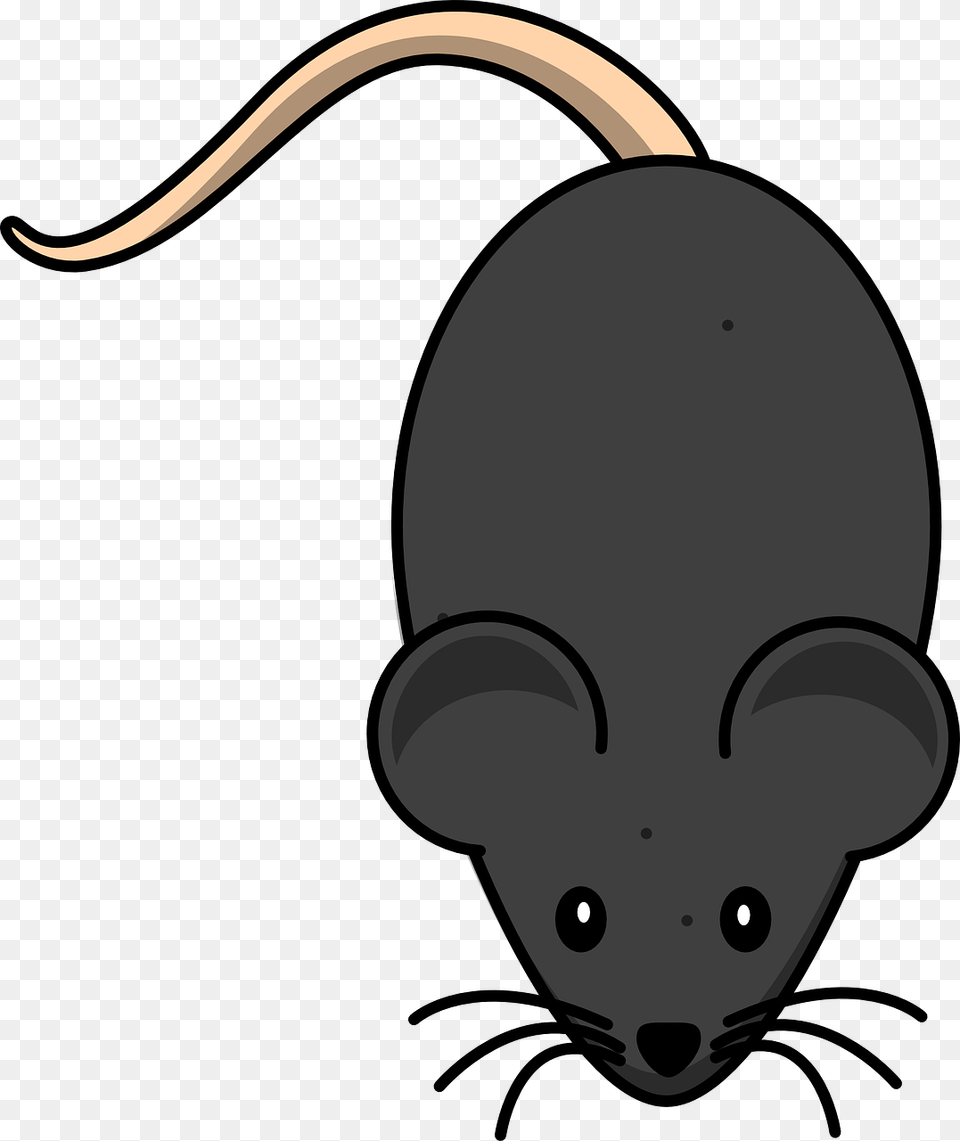 Black Mouse Clipart, Animal, Mammal Png