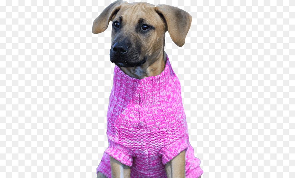 Black Mouth Cur, Animal, Canine, Dog, Hound Free Png Download