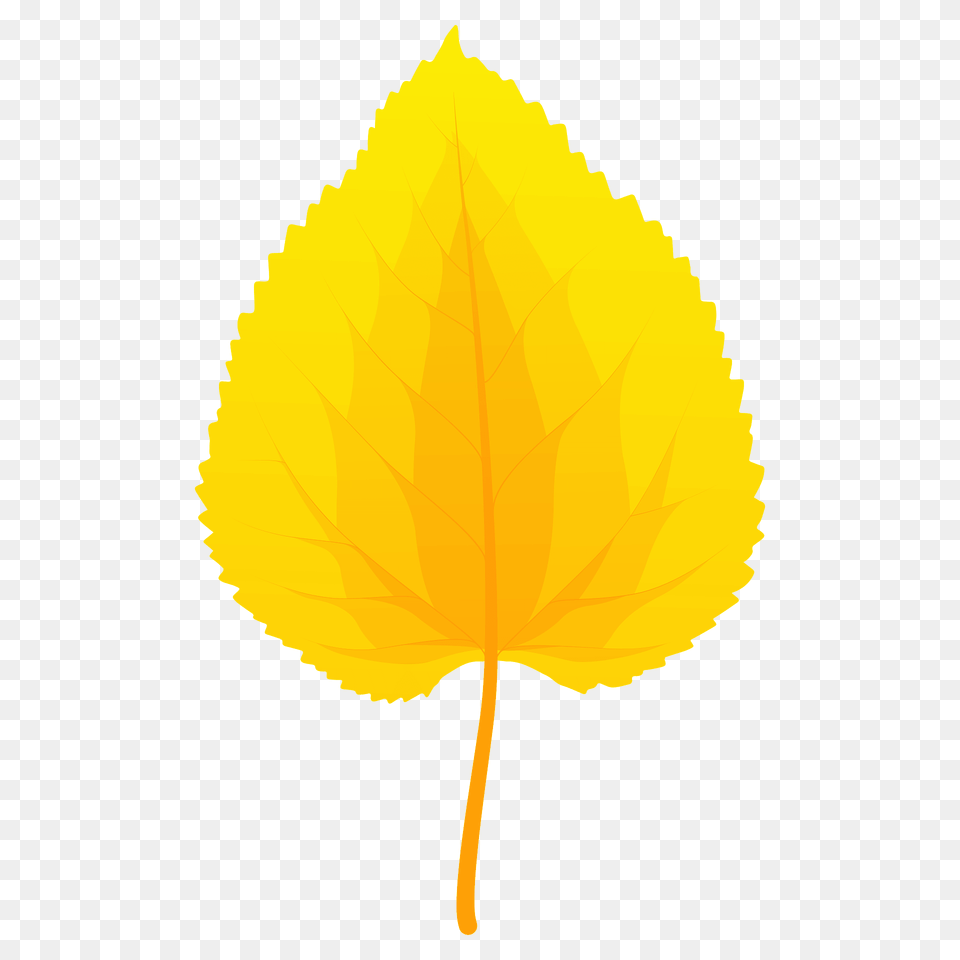 Black Mulberry Autumn Leaf Clipart, Plant, Tree Free Png