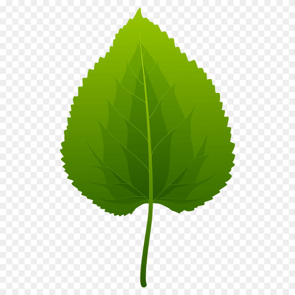 Black Mulberry Spring Leaf Clipart, Plant, Herbal, Herbs, Green Free Png Download