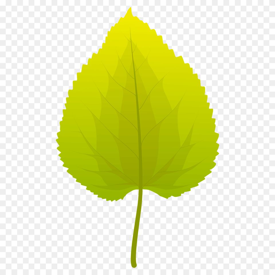 Black Mulberry Summer Leaf Clipart, Plant, Tree Free Png