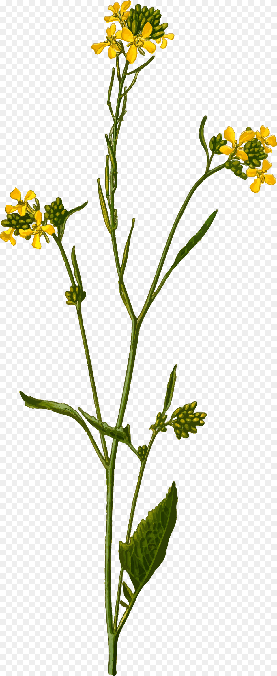 Black Mustard, Food, Plant, Flower, Apiaceae Free Transparent Png