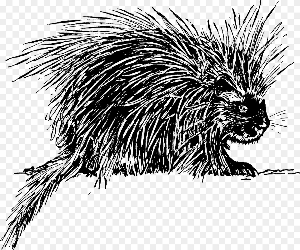 Black N White Porcupine, Gray Png