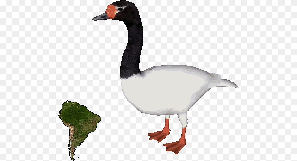 Black Necked Swandd Black Necked Swan, Animal, Anseriformes, Bird, Goose Free Transparent Png