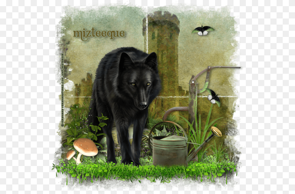 Black Norwegian Elkhound, Animal, Canine, Dog, Mammal Free Png