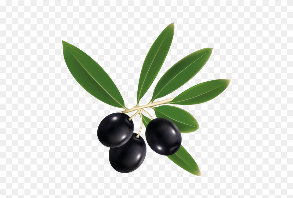 Black Olive Transparent Image, Food, Fruit, Leaf, Plant Png