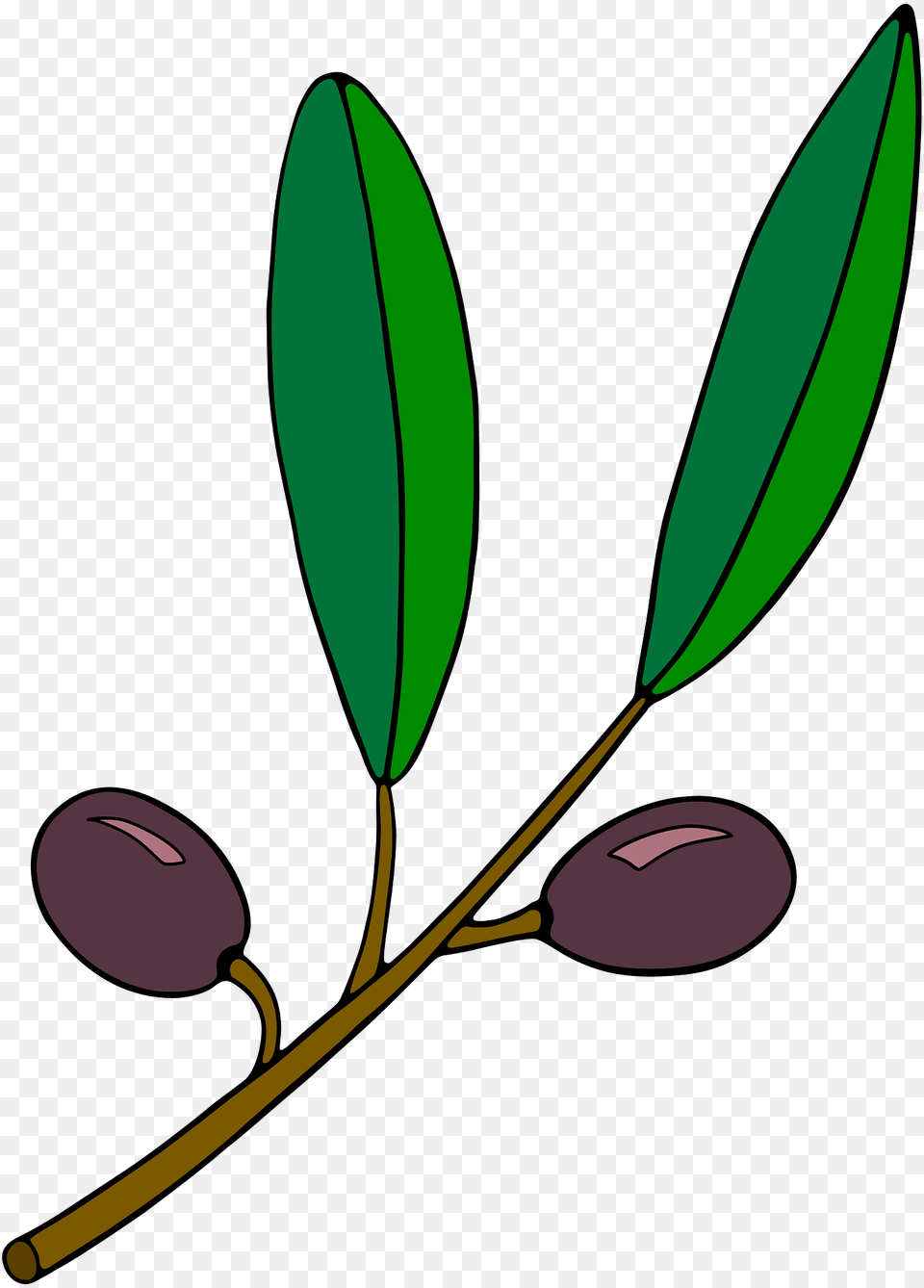 Black Olives On The Vine Clipart, Flower, Plant, Leaf, Bud Png