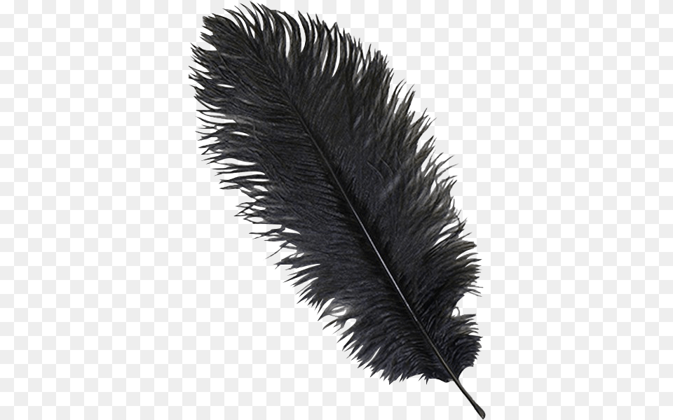 Black Ostrich Feather Plume Transparent Ostrich Feathers, Animal, Bird, Bottle, Accessories Free Png Download