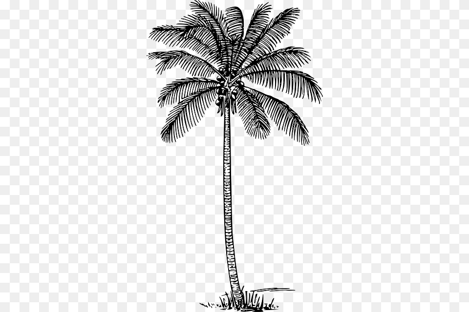 Black Outline Drawing Sketch Silhouette Silueta Coconut Tree Outline, Gray Png
