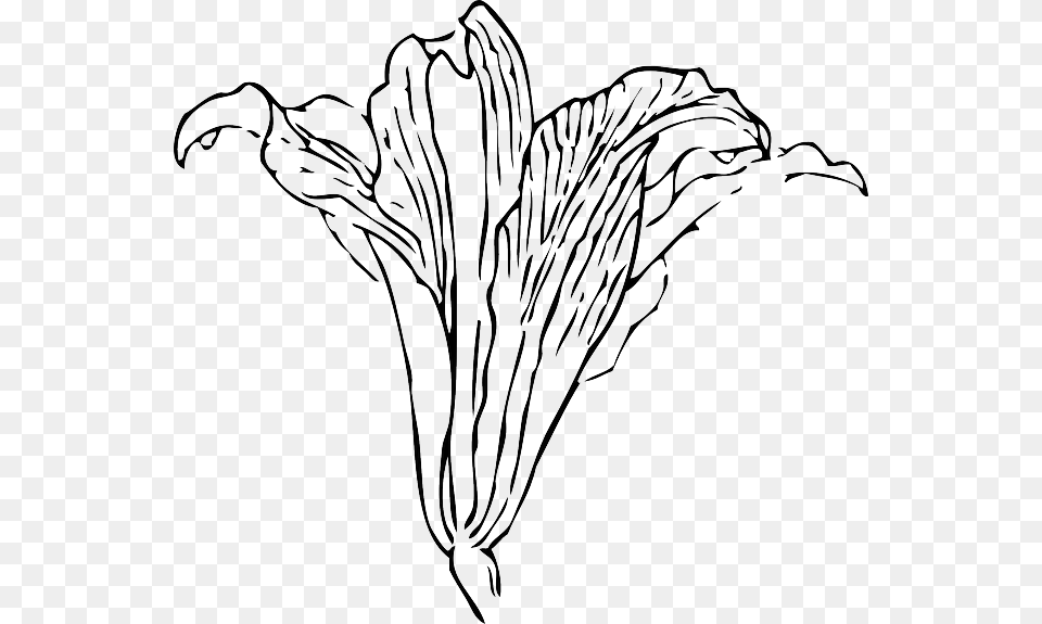 Black Outline Flower White Plant Automatic Flower Vine Drawing, Art, Person Free Transparent Png