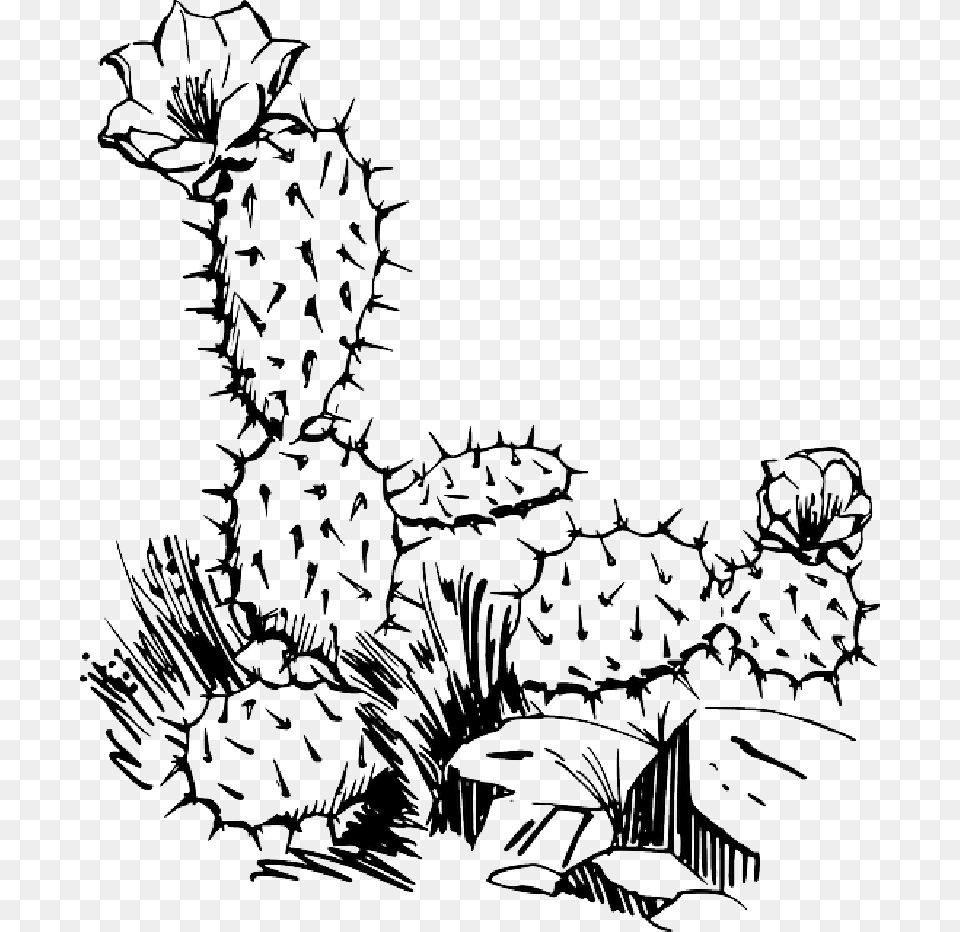 Black Outline Plants Flower Cactus Clip Art, Drawing, Baby, Person Free Transparent Png