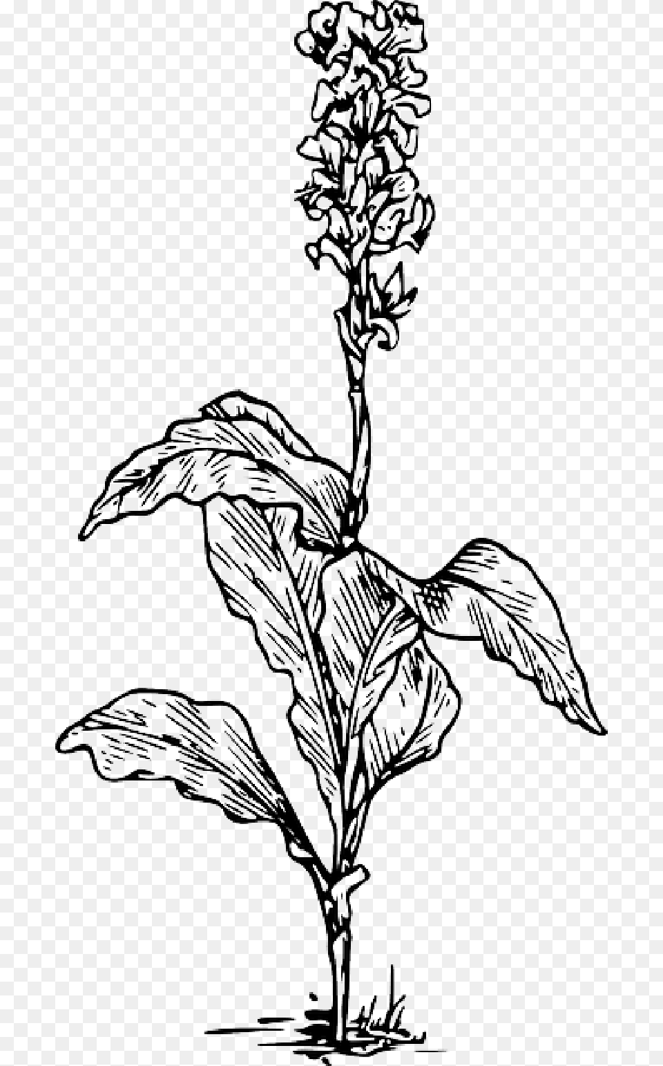 Black Outline Plants Flower White Flowers Plant, Art, Drawing, Leaf Png Image