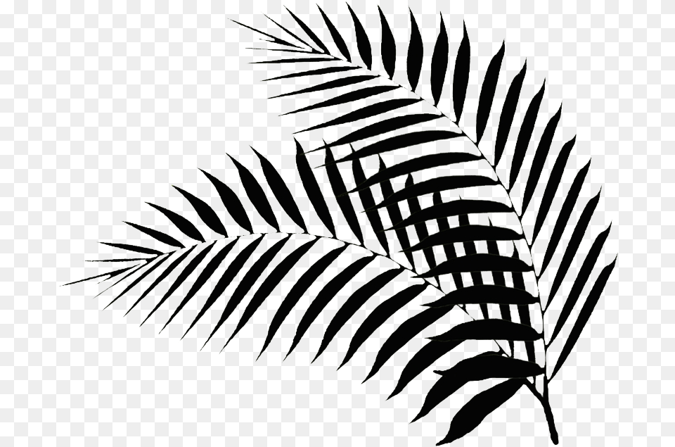 Black Palm Leaf Black Palm Leaf Palm Leaf Clipart Black And White, Art, Plant, Drawing, Fern Png Image