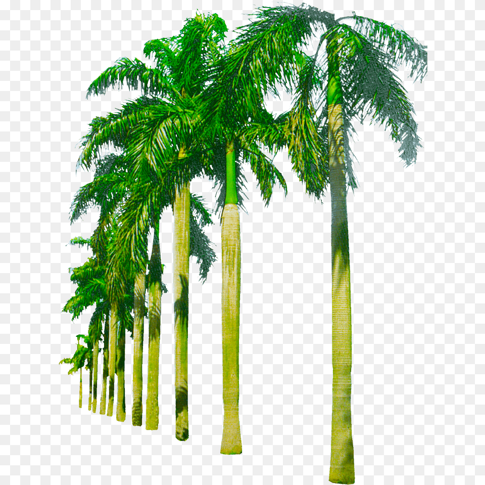 Black Palm Tree Palm Tree, Palm Tree, Plant, Vegetation Png