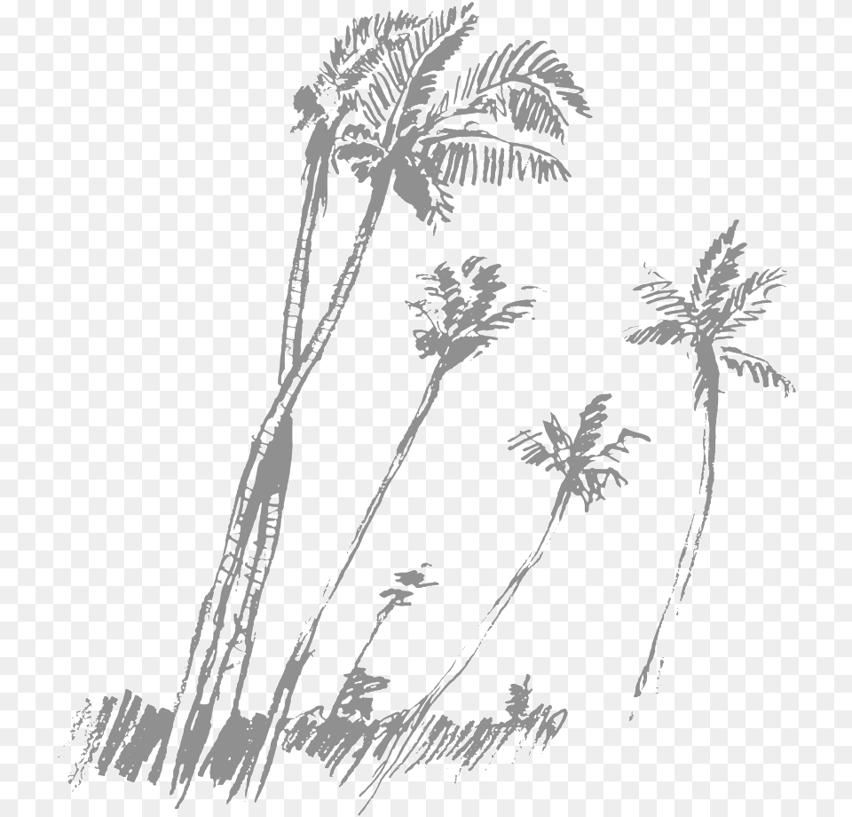 Black Palm Tree Palm Trees Drawing Vippng Vector Graphics, Art, Plant Png