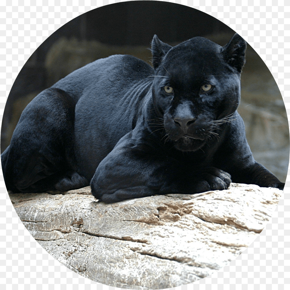Black Panther 1080p Wallpaper Black Jaguar, Animal, Mammal, Wildlife, Cat Png Image
