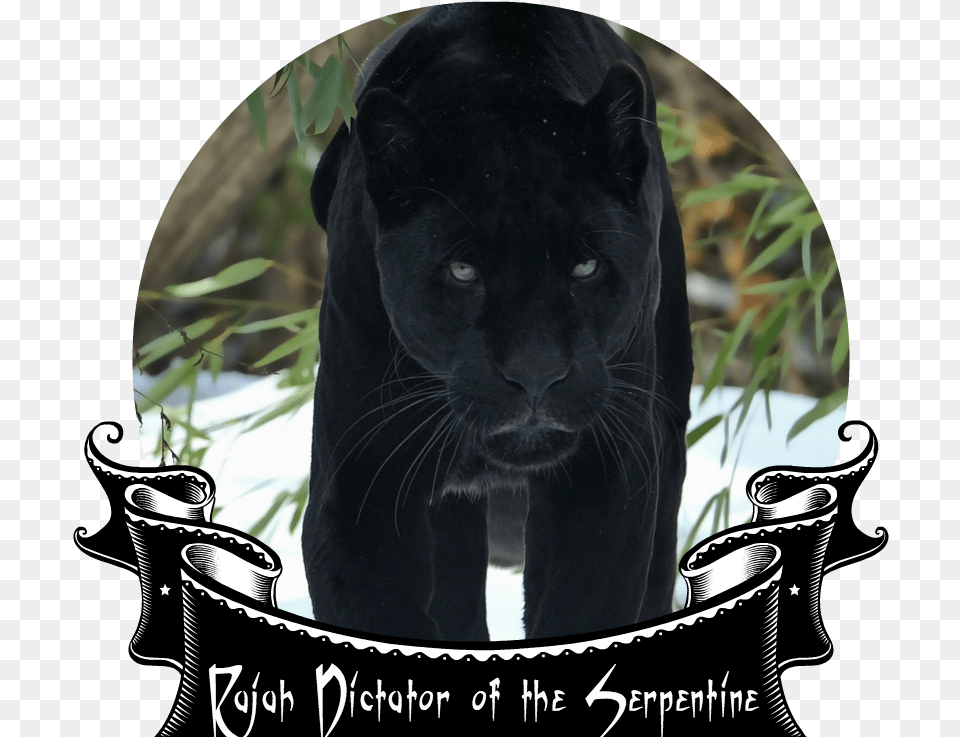 Black Panther Face Snow Walking Big Cat Winter Predator Panther Wallpaper Hd, Animal, Mammal, Wildlife, Pet Free Png