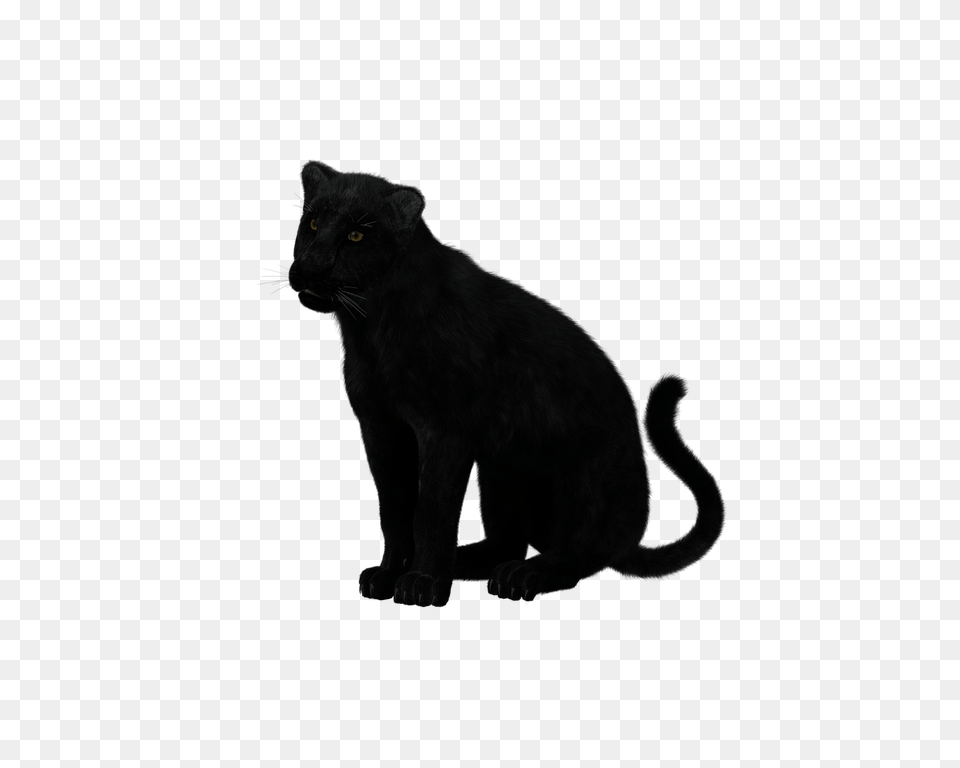 Black Panther Sitting, Animal, Mammal, Wildlife, Cat Free Png