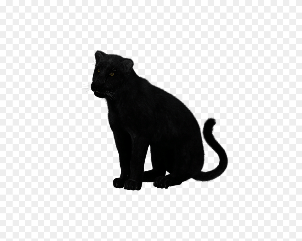 Black Panther Sitting Transparent, Animal, Mammal, Wildlife, Cat Png Image