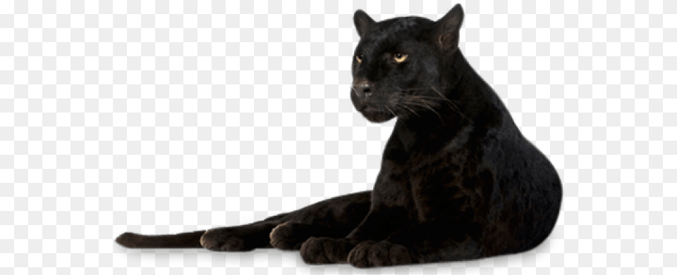 Black Panther Transparent Black Panther Animal, Mammal, Wildlife, Cat, Pet Png Image