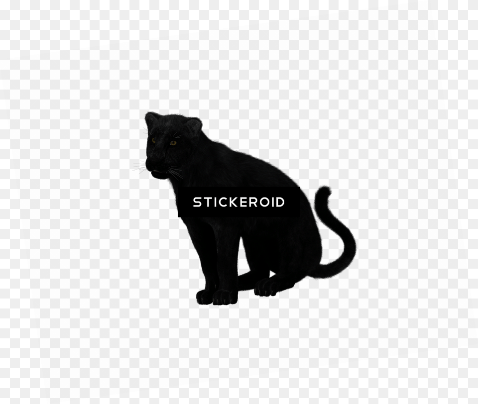 Black Panther Transparent Image, Animal, Mammal, Wildlife, Cat Png