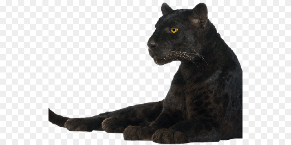 Black Panther Transparent Panther Transparent Background, Animal, Bear, Mammal, Wildlife Png