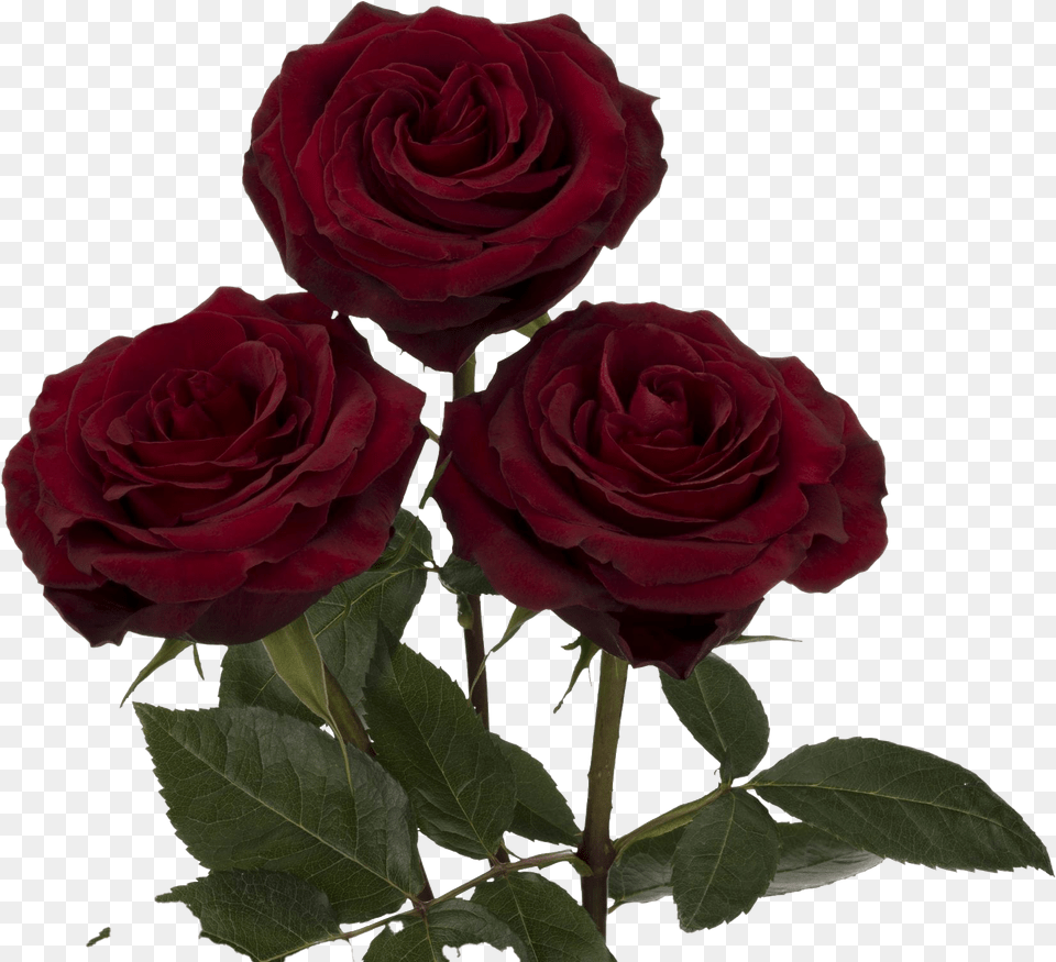 Black Pearl Rose Flower, Plant Png