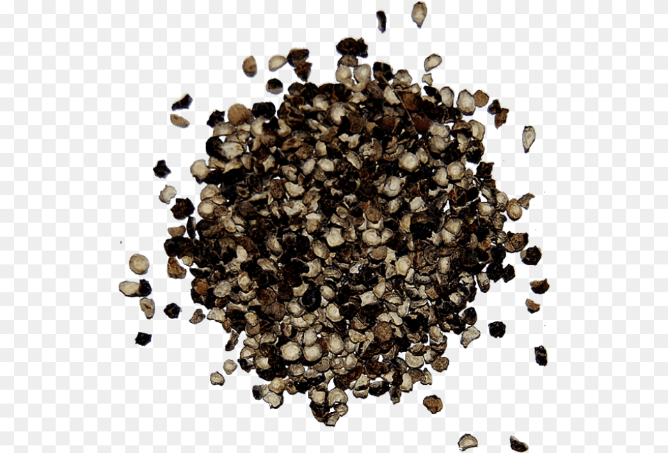 Black Pepper Images Black Pepper Clipart, Animal, Seafood, Sea Life, Seashell Free Transparent Png
