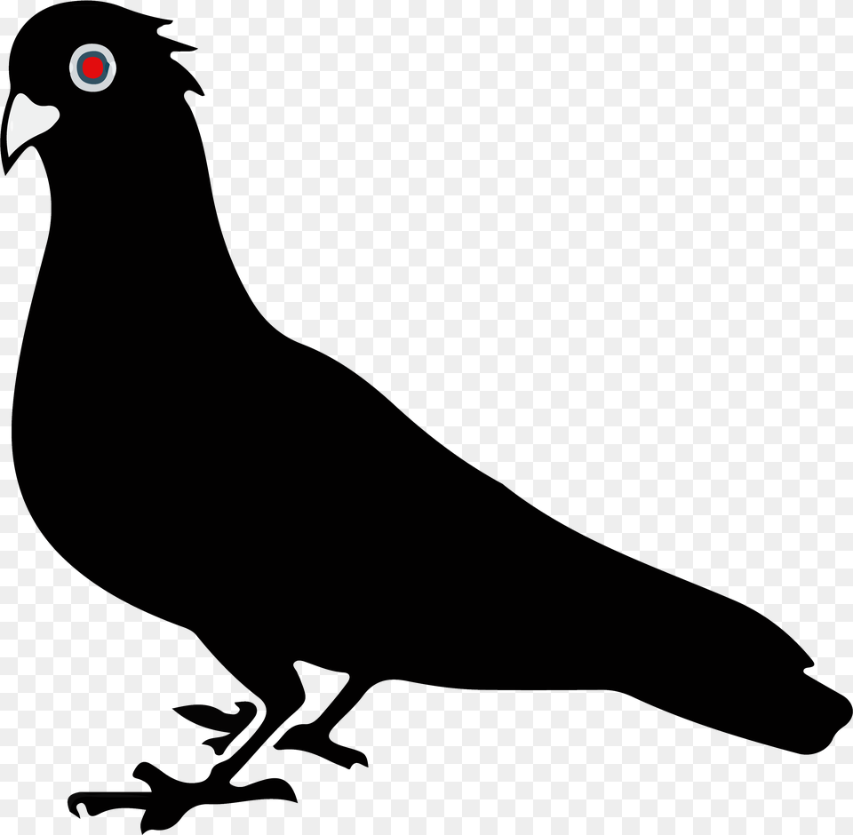 Black Pigeon, Animal, Bird, Dove Free Transparent Png