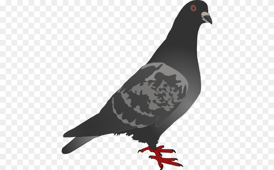 Black Pigeon Clip Art, Animal, Bird, Dove Free Png