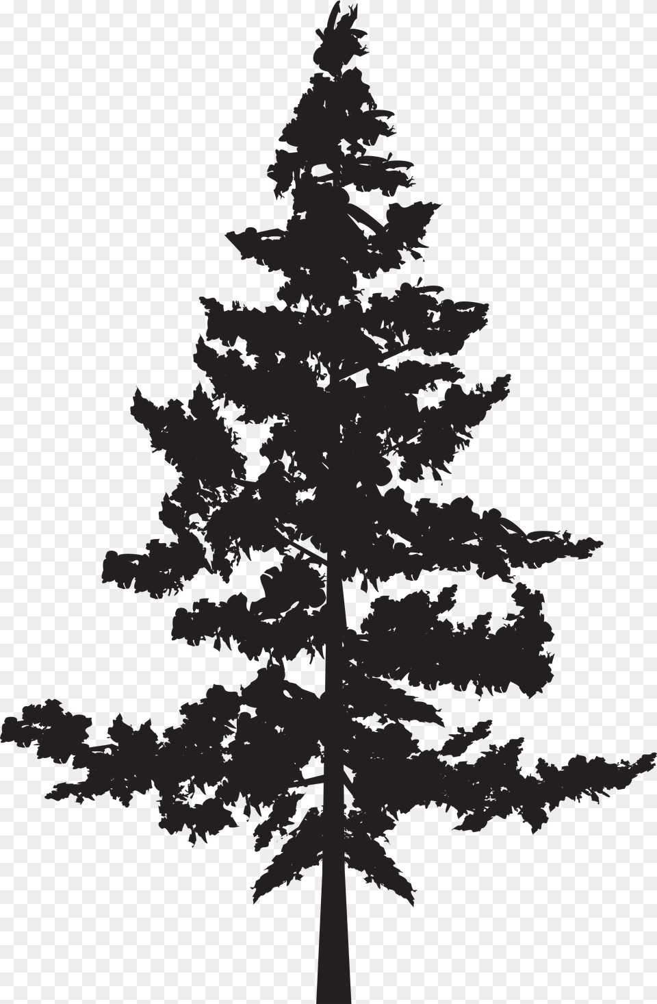 Black Pine Tree Pinus Contorta Pine Trees Silhouette, Fir, Plant, Conifer, Person Free Png