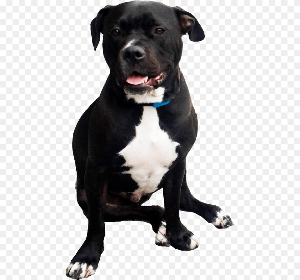 Black Pitbull Pitbull, Animal, Canine, Dog, Mammal Png Image