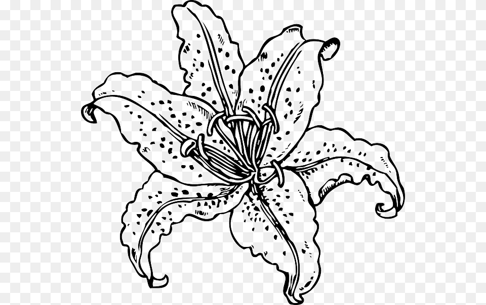 Black Plants Flower White Plant Tiger Tattoo Real Flower Coloring Pages, Lily, Animal, Kangaroo, Mammal Free Png Download