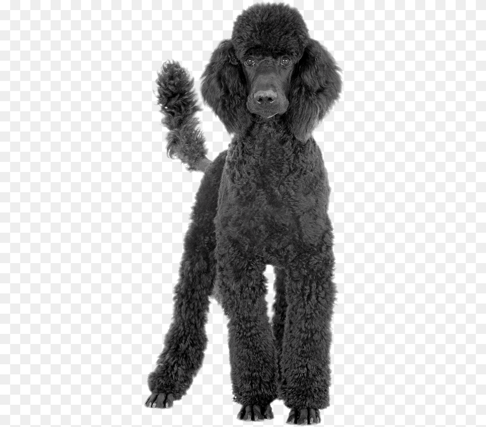 Black Poodle Transparent Black Poodle, Animal, Canine, Dog, Mammal Free Png Download