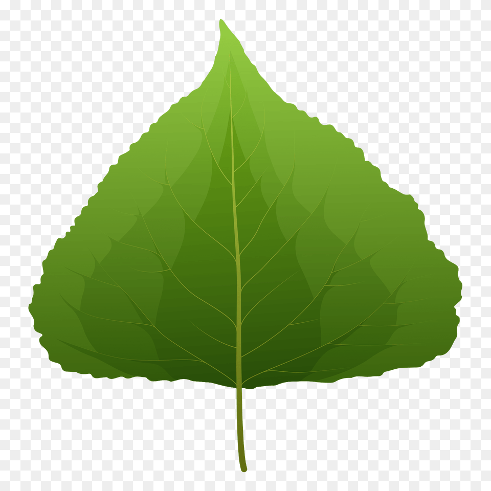 Black Poplar Spring Leaf Clipart, Plant, Tree Free Transparent Png
